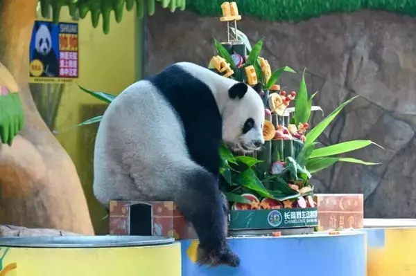 「世界で唯一の三つ子パンダが11歳の誕生日―中国」の画像