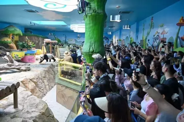 「世界で唯一の三つ子パンダが11歳の誕生日―中国」の画像