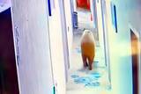 「チベットヒグマが朝5時にホテルに侵入、客室のドアを押し開ける―チベット自治区ビル県」の画像1