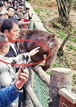 女性がサルのお尻触る、隣りにいた男性とばっちり―中国