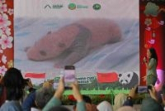 インドネシアで初めてジャイアントパンダの赤ちゃんが誕生