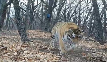 赤外線カメラが野生の短尾で雌のアムールトラを撮影―黒龍江省