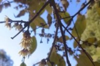 北京のロウバイとヤマモモが早咲き