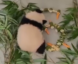 モスクワ動物園のパンダ「カチューシャ」が生後6カ月に、初めてのニンジンにご機嫌