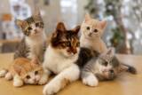 「東アジアで猫ブーム、「若者たちのストレス、長時間労働と孤独が共通点」―米CNN」の画像1