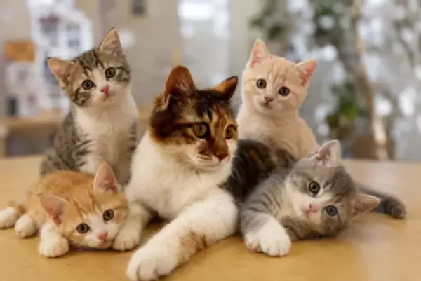 東アジアで猫ブーム、「若者たちのストレス、長時間労働と孤独が共通点」―米CNN