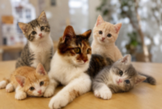 東アジアで猫ブーム、「若者たちのストレス、長時間労働と孤独が共通点」―米CNN