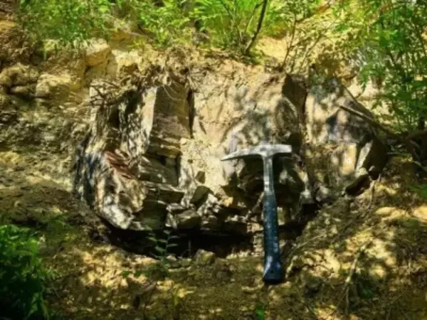 山西省で約2億9500万年前の木化石を発見―中国