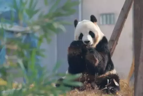 中国ジャイアントパンダ保護研究センター綿陽基地が試験運営を開始