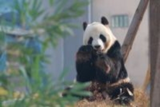 中国ジャイアントパンダ保護研究センター綿陽基地が試験運営を開始