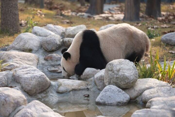 中国ジャイアントパンダ保護研究センター綿陽基地が試験運営を開始