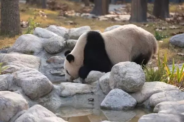 「中国ジャイアントパンダ保護研究センター綿陽基地が試験運営を開始」の画像