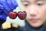 「中国市場に輸入チェリー大量入荷、価格が急落」の画像1