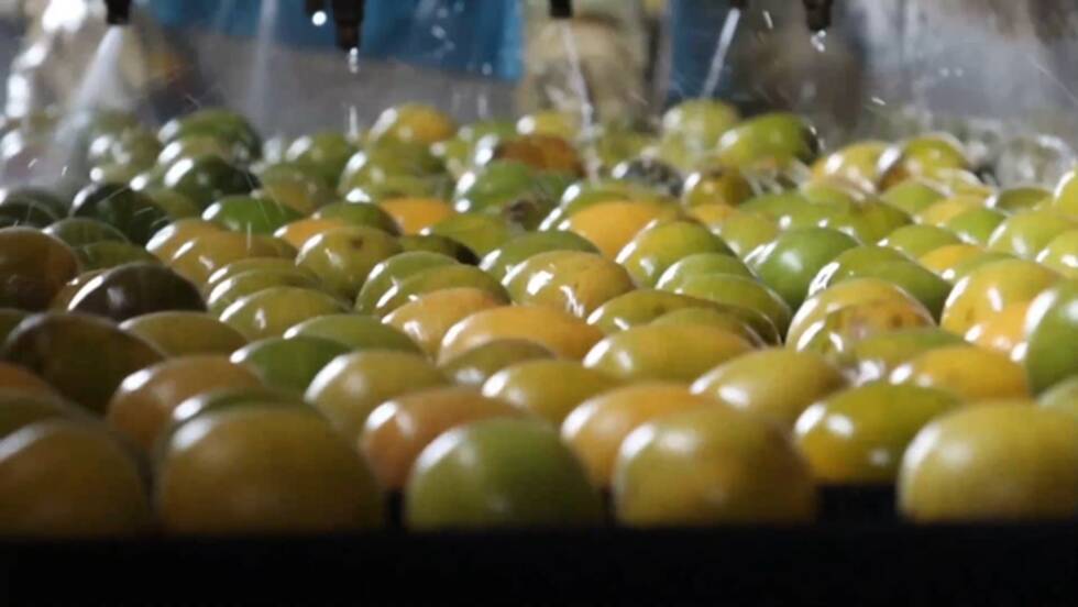 広西の特色ある果物、健康関連市場で100億元規模に急成長―中国