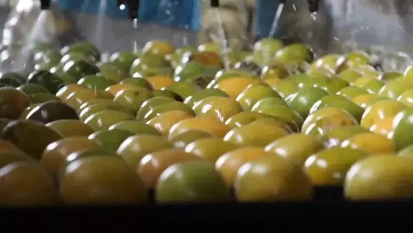 「広西の特色ある果物、健康関連市場で100億元規模に急成長―中国」の画像