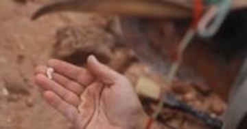 カラスほどの「ミニ恐龍」化石、アルゼンチンのパタゴニアで発見