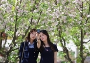 心躍る春を迎え、「花見経済」も活況呈する中国各地