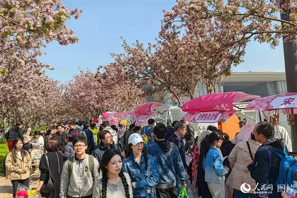 「心躍る春を迎え、「花見経済」も活況呈する中国各地」の画像