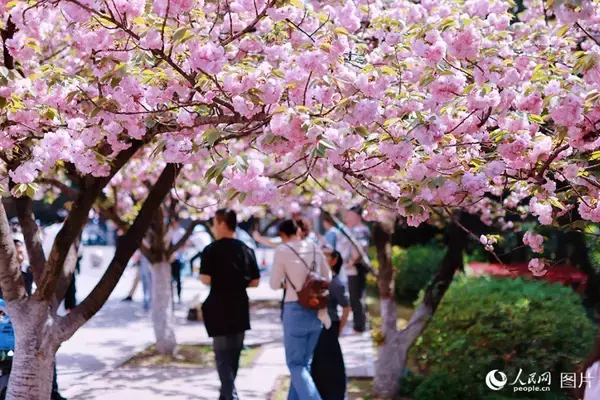 「心躍る春を迎え、「花見経済」も活況呈する中国各地」の画像