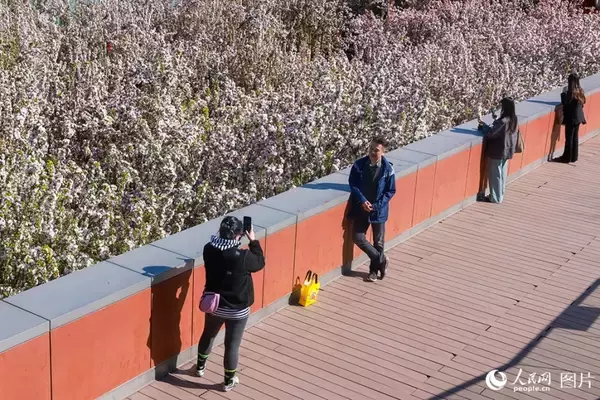「心躍る春を迎え、「花見経済」も活況呈する中国各地」の画像