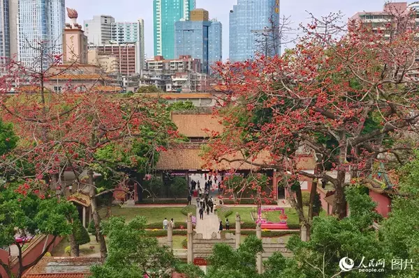 「心躍る春を迎え、「花見経済」も活況呈する中国各地」の画像