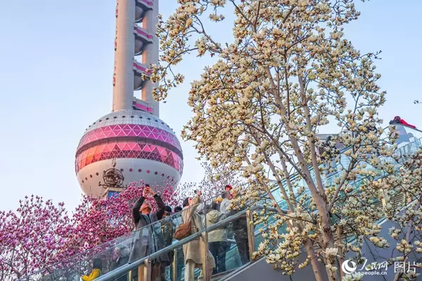 「心躍る春を迎え、「花見経済」も活況呈する中国各地」の画像