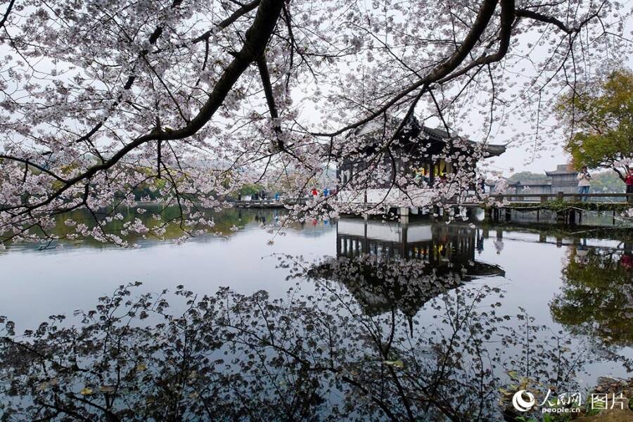 心躍る春を迎え、「花見経済」も活況呈する中国各地