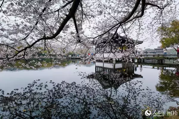 「心躍る春を迎え、「花見経済」も活況呈する中国各地」の画像