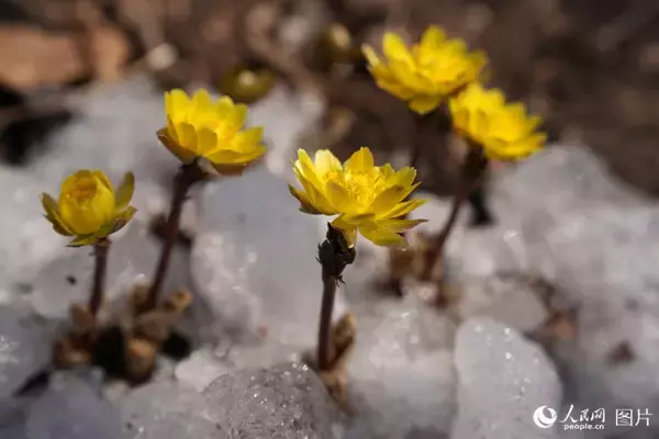 「心躍る春を迎え、「花見経済」も活況呈する中国各地」の画像