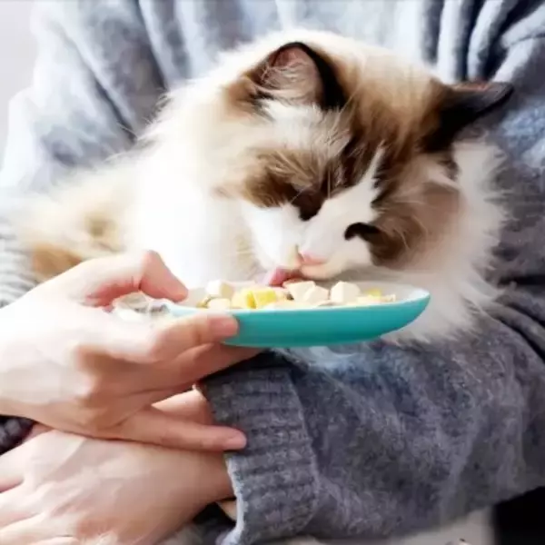 春節期間中にペットの世話する出張サービスが大人気、一方で過酷な労働状況も―中国メディア