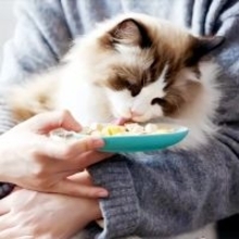 春節期間中にペットの世話する出張サービスが大人気、一方で過酷な労働状況も―中国メディア