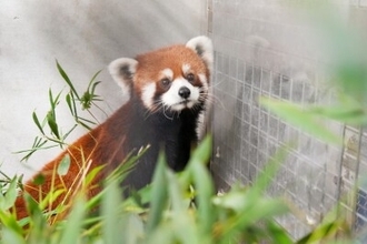 上海動物園のレッサーパンダ2頭が台北に到着