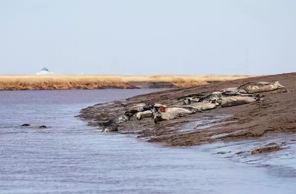 「遼寧省の遼河口、ゴマフアザラシの安住の地に―中国」の画像