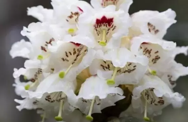 29年間人工育成された貴重な高山シャクナゲが初めて開花―四川省都江堰市