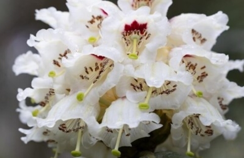 29年間人工育成された貴重な高山シャクナゲが初めて開花―四川省都江堰市