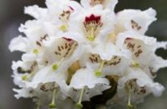 29年間人工育成された貴重な高山シャクナゲが初めて開花―四川省都江堰市