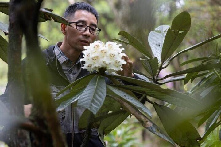 29年間人工育成された貴重な高山シャクナゲが初めて開花―四川省都江堰市