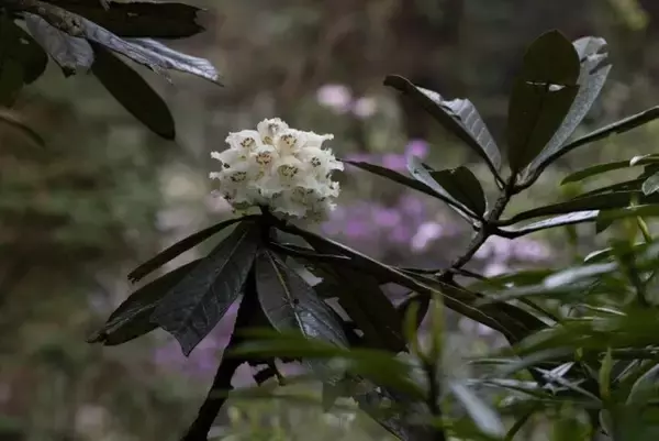 「29年間人工育成された貴重な高山シャクナゲが初めて開花―四川省都江堰市」の画像