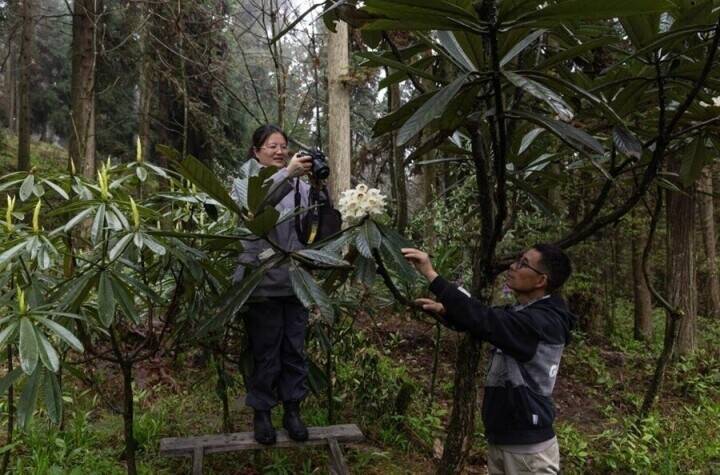 29年間人工育成された貴重な高山シャクナゲが初めて開花―四川省都江堰市