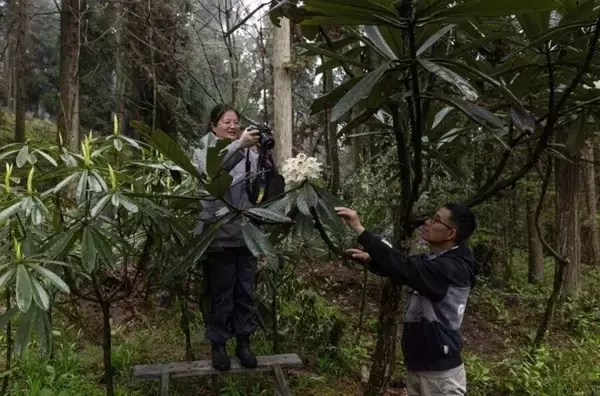 「29年間人工育成された貴重な高山シャクナゲが初めて開花―四川省都江堰市」の画像