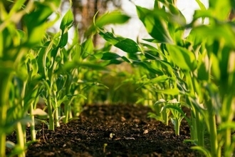 新たなエルニーニョ現象が世界の多くの地域の農業にとって脅威に―国連食糧農業機関