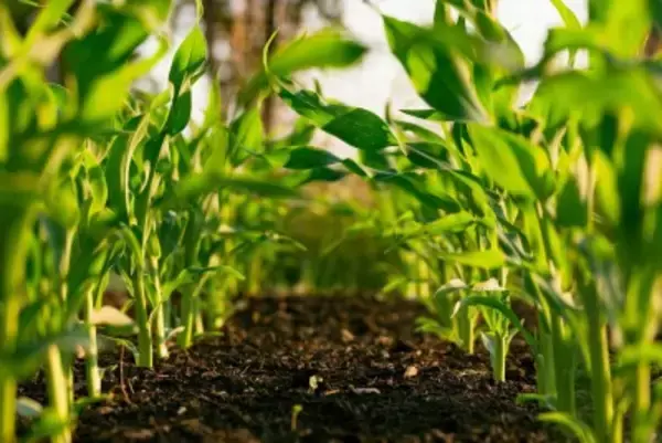 新たなエルニーニョ現象が世界の多くの地域の農業にとって脅威に―国連食糧農業機関