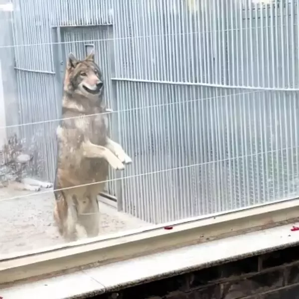 動物園のオオカミが人を見るとおねだりポーズ、職員「飢えているのではなく、友好の表れ」―中国