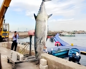 重さ114キロのウシサワラ捕獲、成人男性5人でようやく持ち上げ―広東省珠海市