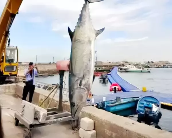 重さ114キロのウシサワラ捕獲、成人男性5人でようやく持ち上げ―広東省珠海市