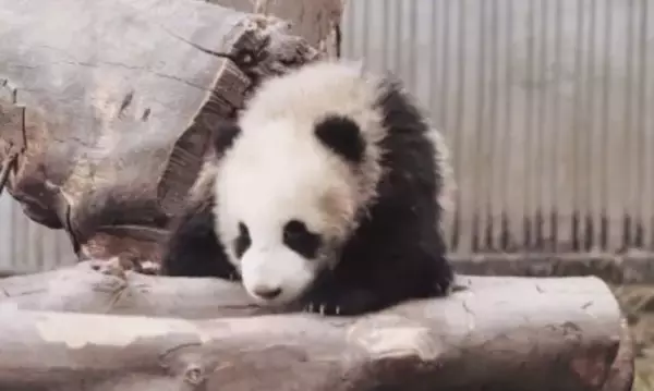 ジャイアントパンダのジアメイの子が病気のため死亡―中国