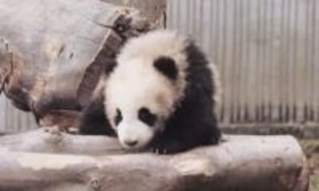 ジャイアントパンダのジアメイの子が病気のため死亡―中国