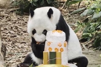 シンガポールで暮らすジャイアントパンダのカイカイが19歳の誕生日