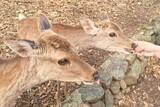 「奈良公園で中国人がシカにパン与える＝中国ネット「中国人がかわいそう」「日本人もあげてるし」」の画像1