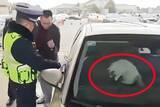 「帰省途中の男性が車から閉め出される、原因は車内の愛猫―中国」の画像1